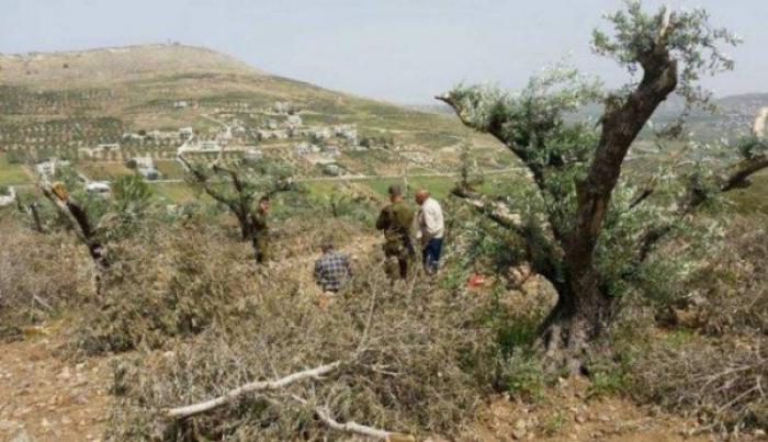 قطع أكثر من 150 شجرة زيتون من قبل الصهاينة  شرق رام الله