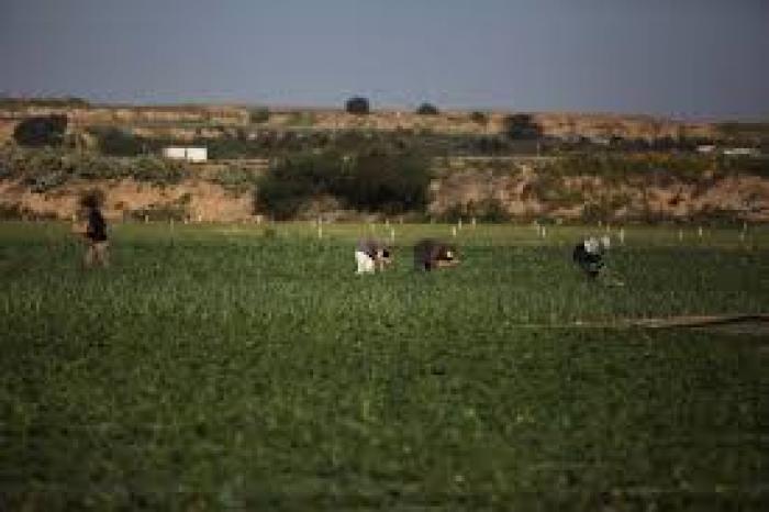 نيرانه الإحتلال تجاه المزارعين والصيادين جنوب القطاع