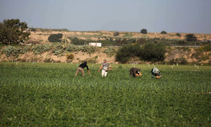 الإحتلال يستهدف مزارعين شرق غزة