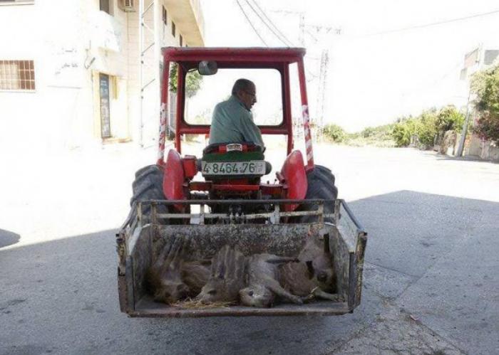 مواطن يقضي على مجموعة خنازير برية في جنين