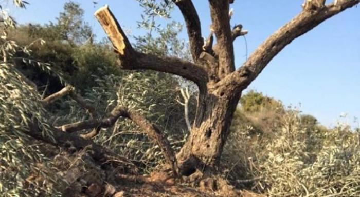 مستوطنون يقطعون 118 شجرة زيتون في سلفيت ونابلس