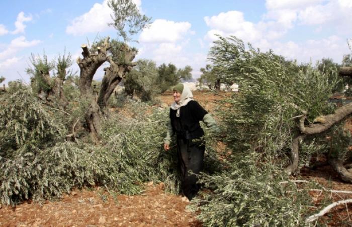 مستوطنون يقطعون أشجار زيتون مثمرة قرب سلفيت