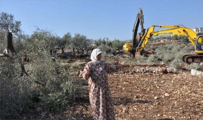 الاحتلال يقتلع عشرات أشجار الزيتون بوادي قانا