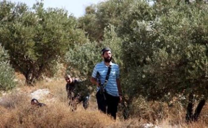 مستوطنون يسرقون ثمار زيتون من أراضي دير الحطب شرق نابلس