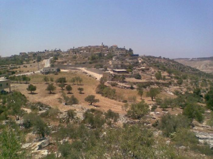 زيتون طولكرم
