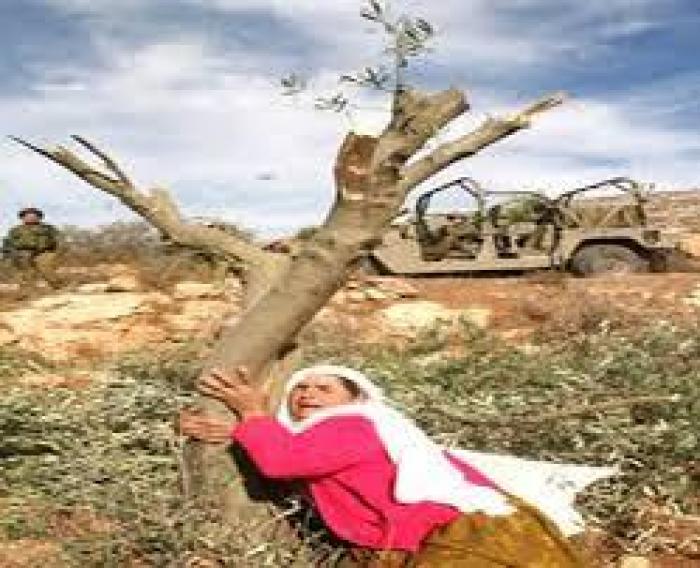 الإحصاء: الاحتلال يسيطر على أكثر من 85% من أرض فلسطين التاريخية وينهب ثرواتها الطبيعية