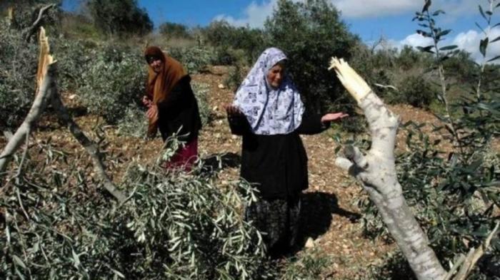 مستوطنون يقتلعون أكثر من 200 شتلة زيتون شرق يطا