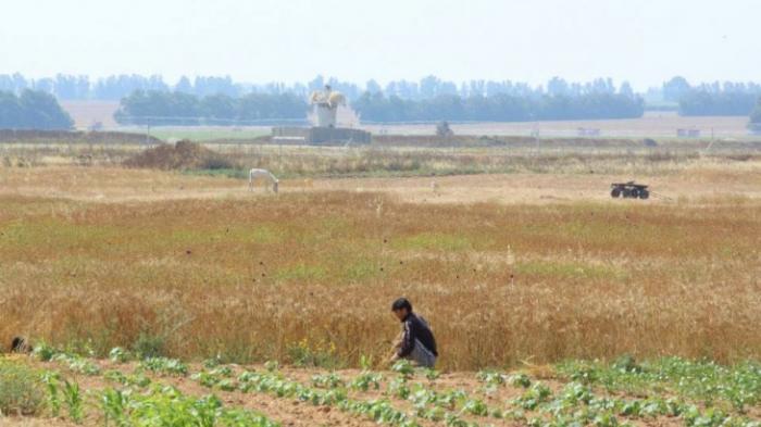 الاحتلال يستهدف الممزارعين على حدود غزة