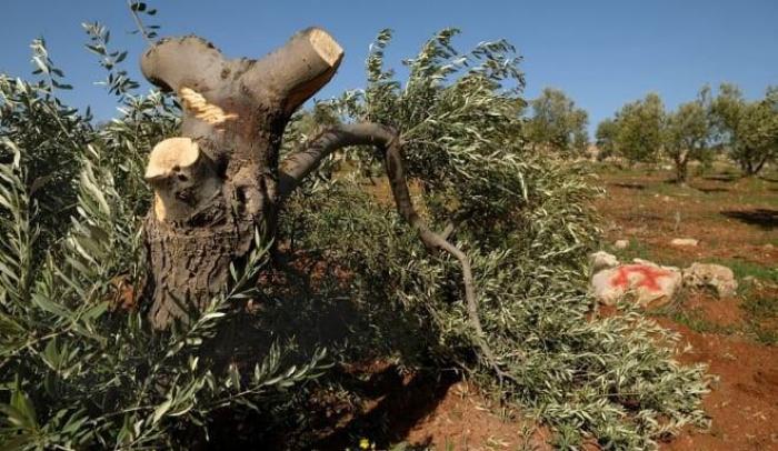 غسان دغلس:مستوطنون يقطعون 30 شجرة زيتون جنوب نابلس
