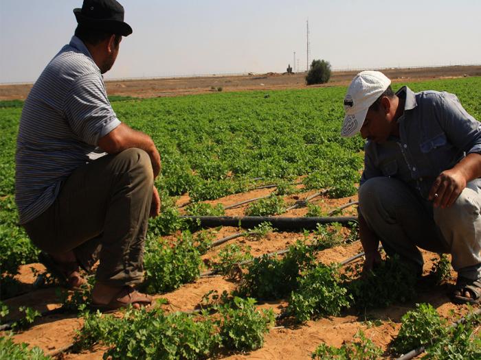 الاحتلال يطلق النار على المزارعين شرق خان يونس