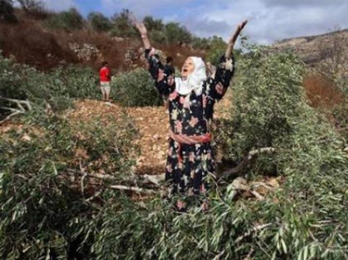 مستوطنون يقطعون أشجار زيتون معمّرة في سلفيت